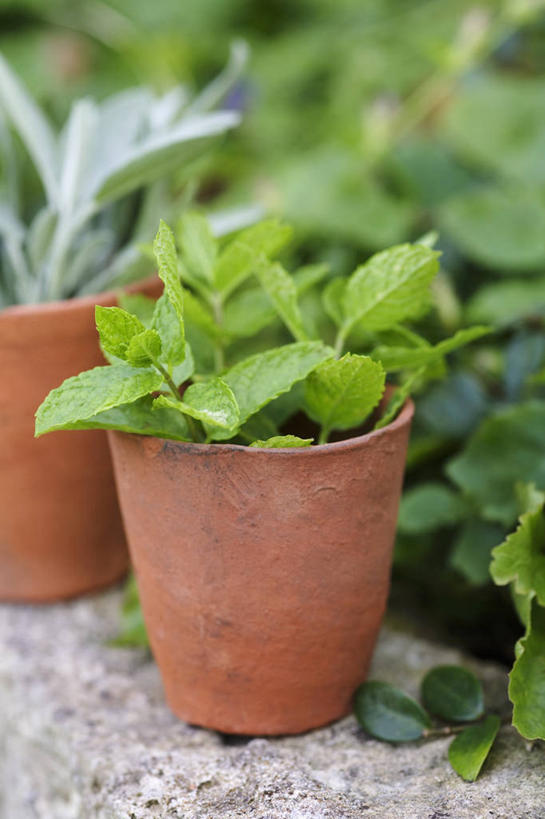 无人,竖图,俯视,室外,特写,白天,植物,叶子,朦胧,模糊,盆栽,纹理,薄荷,绿叶,银丹草,盆景,绿色,自然,嫩叶,生长,成长,肌理,斑叶凤梨薄荷,夜息香,胡椒薄荷,叶,叶片,叶脉,彩图,高角度拍摄