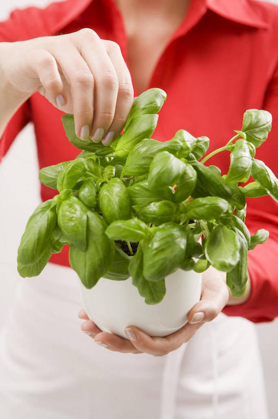 西方人,手,一个人,站,捧,捏,竖图,室内,特写,白天,正面,衬衫,植物,叶子,欧洲,欧洲人,双手,仅一个年轻女性,仅一个女性,仅一个人,服装,盆栽,纹理,香料,绿叶,草药,盆景,捏着,中药,衣服,红色,绿色,自然,香草,站着,手部,嫩叶,服饰,生长,成长,罗勒,衣着,穿着,紫苏,药材,中草药,九层塔,圣约瑟夫草,甜罗勒,兰香,中药材,本草,肌理,衣饰,年轻女性,女人,女性,白种人,叶,叶片,叶脉,端,端着,捧着,手捧,站立,半身,彩图,衬衣