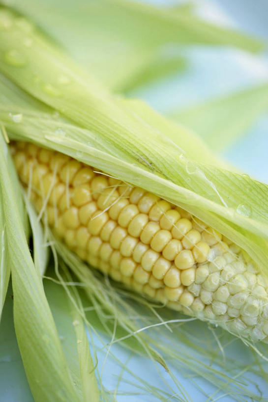 无人,竖图,俯视,室内,特写,白天,玉米,餐桌,桌子,蔬菜,叶子,一根,阴影,蓝色背景,朦胧,模糊,新鲜,反射,棒子,影子,玉蜀黍,食品,绿叶,食物,黄色,绿色,嫩叶,摄影,有机食品,绿色食品,影棚,餐台,苞米,苞芦,苞谷,包谷,大蜀黍,番麦,薏米包,玉高粱,玉麦,珍珠米,叶,叶片,彩图,高角度拍摄,影棚拍摄,拍摄,甜玉米