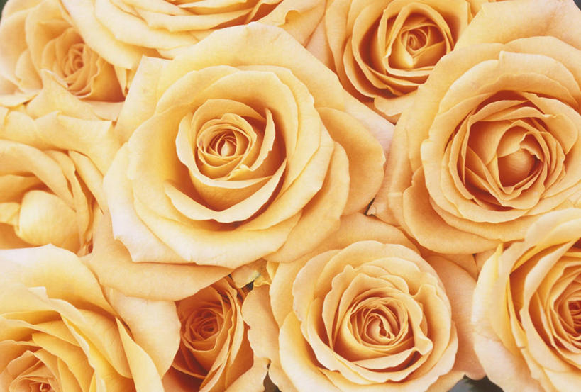 无人,横图,俯视,室内,特写,白天,爱情,幸福,纯洁,热情,玫瑰,一排,许多,阴影,整齐,盛开,反射,影子,玫瑰花,辉煌,浪漫,花蕾,花,花瓣,花朵,鲜花,排列,花苞,花蕊,温暖,温馨,橙色,恩爱,活泼,华丽,暖色,和睦,队列,感动,温情,尊敬,炽热,响亮,跃动,天真,甜蜜,刺玫花,徘徊花,彩图,高角度拍摄,愉快,融洽