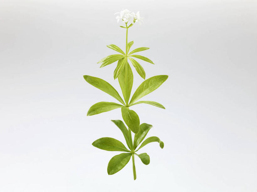 无人,横图,俯视,室内,特写,白天,白色背景,植物,桌面,桌子,叶子,阴影,反射,木制,纹理,影子,绿叶,草药,药草,中药,绿色,木制品,嫩叶,摄影,影棚,药材,中草药,车叶草,中药材,本草,活血丹,肌理,茜草,血见愁,地苏木,血茜草,叶,叶片,叶脉,彩图,高角度拍摄,影棚拍摄,拍摄