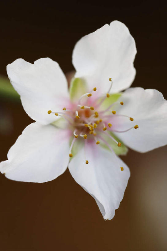 无人,竖图,室内,特写,白天,正面,棕色背景,盛开,花蕾,花,花瓣,花朵,鲜花,一朵,花苞,花蕊,摄影,影棚,绽放,绽开,彩图,影棚拍摄,拍摄