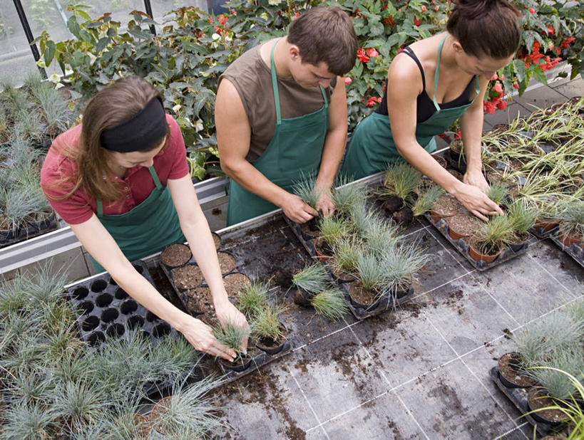 西方人,三个人,伙伴,朋友,店员,站,横图,俯视,室内,白天,友谊,合作,团队,植物,窗户,落地窗,欧洲,欧洲人,一排,握,服装,整齐,盆栽,围裙,盆景,拿,温室,拿着,注视,休闲装,玻璃窗,排列,衣服,绿色,自然,低头,观察,看,站着,营业员,休闲,休闲服,战略,握着,服饰,设施,生长,成长,观看,察看,暖房,防寒,队列,关注,加温,透光,保温,联合,合谋,销售人员,配合,协作,年轻女性,女人,女性,白种人,售货员,站立,半身,彩图,高角度拍摄
