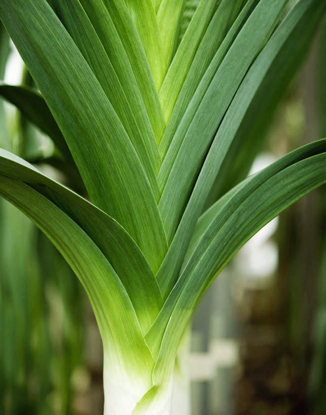 无人,竖图,室外,特写,白天,正面,植物,蔬菜,叶子,朦胧,模糊,新鲜,纹理,葱,青葱,食品,绿叶,食物,绿色,嫩叶,有机食品,绿色食品,肌理,韭葱,叶,叶片,叶脉,彩图