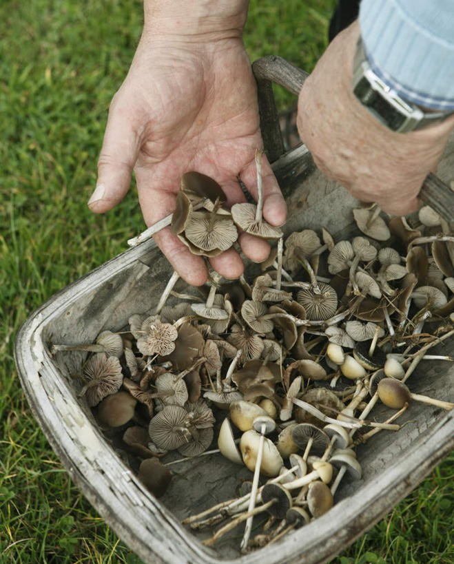西方人,手,一个人,交叉,竖图,俯视,室外,特写,白天,草地,草坪,植物,竹子,蔬菜,欧洲,欧洲人,双手,仅一个男性,仅一个人,一堆,一条,许多,握,阴影,堆叠,堆积,竹制,服装,新鲜,时间,编织,光线,篮子,时钟,手表,影子,菌菇,蘑菇,食品,很多,拿,计时,菌类,拿着,休闲装,草,食物,一个,衣服,绿色,灰色,阳光,竹篮,钟表,仅一个老年男性,休闲,手部,休闲服,表,食用菌,握着,服饰,有机食品,绿色食品,单个,竹条,堆,腕表,交织,竹制品,穿插,老年男性,男人,男性,白种人,钟,半身,彩图,高角度拍摄