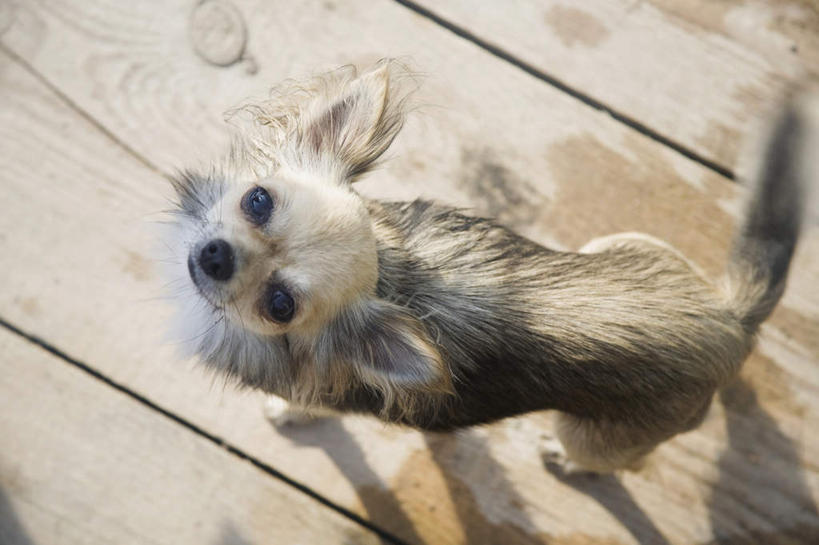 无人,码头,站,横图,俯视,室外,白天,港口,宠物,狗,阴影,光线,木板,影子,桥,吉娃娃,木桥,注视,栈桥,一只,阳光,动物,看,站着,可爱,人行桥,木板桥,关注,忠诚,芝娃娃,奇娃娃,吉娃娃犬,齐花花,犬,抬头,仰头,站立,彩图,高角度拍摄,全身,摆渡口,埠头,渡口,渡头,港湾,海港,货运码头,口岸,商港