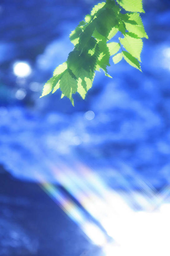 无人,竖图,俯视,室外,特写,白天,旅游,度假,河流,美景,水,植物,叶子,日本,亚洲,阴影,朦胧,模糊,光线,影子,河水,景观,水流,绿叶,枝条,娱乐,树,树木,树枝,绿色,小溪,阳光,自然,溪水,享受,休闲,嫩叶,景色,放松,生长,成长,自然风光,东亚,本州,本州岛,日本国,青森,青森县,东北地方,奥入濑溪谷,十和田市,十和田,虬枝,枝杈,叶,叶片,彩图,高角度拍摄