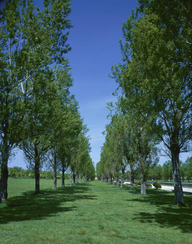 无人,横图,室外,白天,正面,旅游,度假,草地,草坪,美景,森林,树林,植物,日本,亚洲,一排,阴影,整齐,并列,并排,光线,影子,景观,娱乐,草,树,树木,排列,蓝色,绿色,蓝天,天空,阳光,自然,天,享受,休闲,景色,放松,生长,晴朗,成长,队列,自然风光,平行,东亚,本州,万里无云,本州岛,日本国,青森,青森县,东北地方,奥入濑溪谷,十和田市,十和田,晴空,晴空万里,彩图