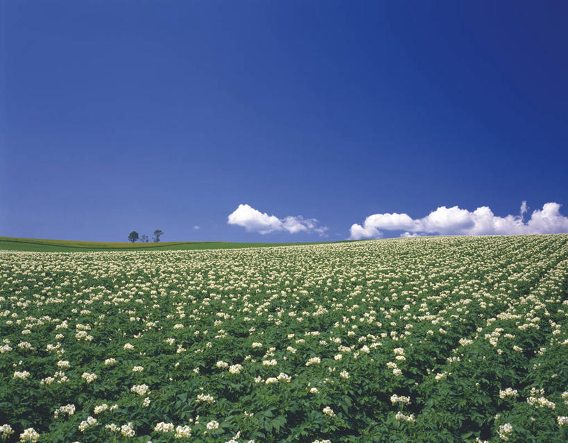 无人,横图,室外,白天,正面,旅游,度假,花海,花圃,美景,植物,蔬菜,土豆,叶子,北海道,日本,亚洲,阴影,新鲜,盛开,光线,影子,景观,云,云朵,食品,花蕾,云彩,娱乐,花,花瓣,花朵,花卉,鲜花,树,树木,食物,蓝色,绿色,白云,蓝天,天空,阳光,自然,花丛,花束,花田,天,花苞,花蕊,享受,休闲,景色,放松,有机食品,绿色食品,生长,晴朗,成长,自然风光,东亚,日本国,北海道地方,北海道岛,美瑛町,馍馍蛋,美瑛,道北,晴空,洋芋,山药蛋,马铃薯,彩图,上川郡,上川支厅,土豆花