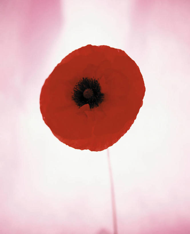 无人,竖图,室内,特写,白天,正面,植物,罂粟,阴影,朦胧,模糊,盛开,反射,影子,草药,花蕾,中药,花,花瓣,花朵,鲜花,一朵,红色,花苞,花蕊,毒品,药材,中草药,中药材,本草,止痛,镇静,安眠,红罂粟,罂粟花,米囊花,彩图