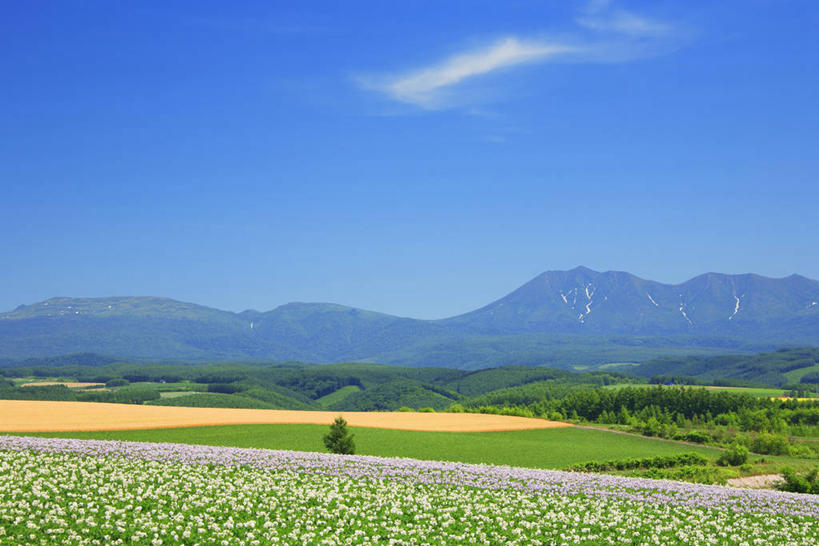无人,横图,室外,白天,正面,旅游,度假,草地,草坪,花海,花圃,美景,山,山脉,植物,蔬菜,土豆,叶子,北海道,日本,亚洲,阴影,新鲜,盛开,光线,影子,景观,山峰,云,云朵,食品,山峦,花蕾,云彩,娱乐,草,花,花瓣,花朵,花卉,鲜花,树,树木,食物,蓝色,绿色,白云,蓝天,天空,阳光,自然,花丛,花束,花田,群山,天,花苞,花蕊,享受,休闲,景色,放松,有机食品,绿色食品,生长,晴朗,成长,自然风光,东亚,日本国,北海道地方,北海道岛,馍馍蛋,旭川,道北,晴空,洋芋,山药蛋,马铃薯,彩图,上川综合振兴局,振兴局,旭川市,土豆花