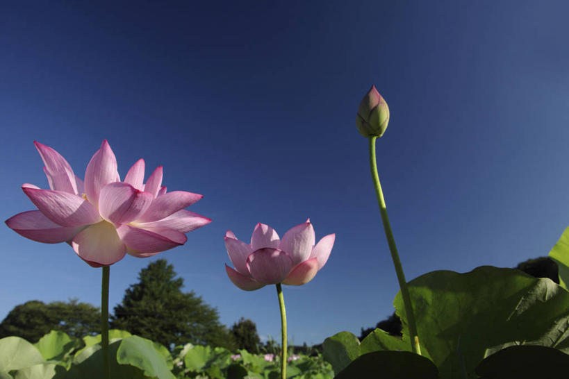 无人,横图,室外,特写,白天,仰视,纯洁,美景,植物,莲花,叶子,三朵,阴影,盛开,光线,影子,景观,荷叶,花蕾,花,花瓣,花朵,鲜花,树,树木,粉色,蓝色,绿色,蓝天,天空,阳光,自然,天,花苞,花蕊,景色,生长,晴朗,成长,富贵,神圣,自然风光,纯净,万里无云,莲叶,六月花神,正直,鞭蕖,鞭蓉,芙蕖,菡萏,荷花,六月春,藕花,水旦,水芙蓉,水华,水芸,溪客,叶,叶片,晴空,晴空万里,彩图,低角度拍摄