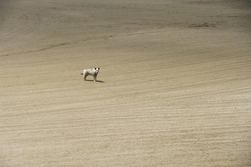 无人,站,横图,俯视,室外,白天,美景,植物,宠物,狗,日本,亚洲,阴影,枯萎,光线,影子,景观,枯草,注视,草,一只,黄色,阳光,自然,动物,观察,看,站着,景色,可爱,观看,察看,关注,自然风光,东亚,忠诚,本州,茨城,茨城县,关东地方,本州岛,日本国,笠间,笠间市,犬,站立,彩图,高角度拍摄,全身