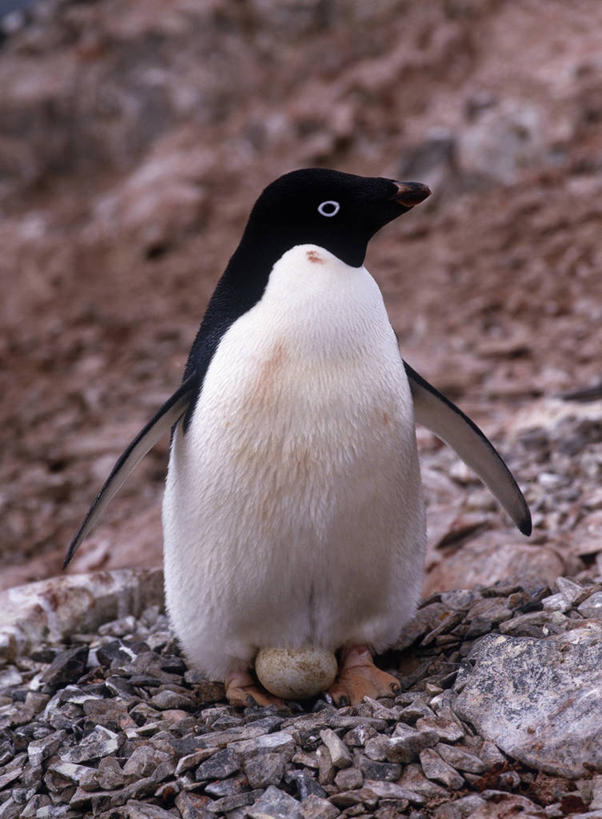 无人,站,竖图,室外,特写,白天,正面,美景,雪,大雪,企鹅,野生动物,阴影,朦胧,模糊,光线,影子,积雪,景观,雪景,冬季,冬天,扭头,注视,一只,阳光,自然,动物,观察,看,站着,转头,景色,寒冷,可爱,活泼,观看,察看,关注,自然风光,阿德利企鹅,严寒,阿黛利企鹅,站立,彩图,全身