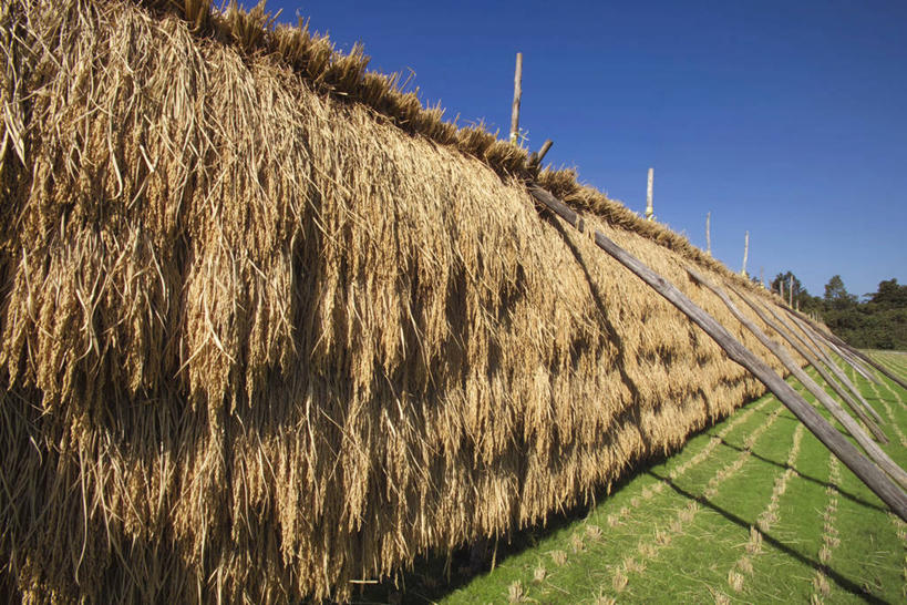 无人,横图,室外,白天,正面,旅游,度假,美景,日本,亚洲,一排,阴影,整齐,并列,并排,光线,影子,景观,干草,娱乐,架子,排列,蓝色,蓝天,天空,阳光,自然,草垛,天,享受,休闲,景色,放松,晴朗,队列,自然风光,平行,东亚,本州,万里无云,本州岛,日本国,中国地方,鸟取,鸟取县,干草垛,晴空,晴空万里,彩图,西伯郡,伯耆町