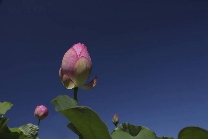 无人,横图,室外,白天,仰视,旅游,度假,纯洁,美景,莲花,叶子,阴影,盛开,光线,影子,景观,荷叶,花蕾,娱乐,花,花瓣,花朵,鲜花,粉色,蓝色,蓝天,天空,阳光,自然,天,花苞,花蕊,享受,休闲,景色,放松,晴朗,富贵,神圣,自然风光,纯净,万里无云,莲叶,六月花神,正直,鞭蕖,鞭蓉,芙蕖,菡萏,荷花,六月春,藕花,水旦,水芙蓉,水华,水芸,溪客,叶,叶片,晴空,晴空万里,彩图,低角度拍摄