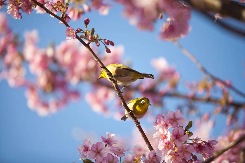 无人,横图,室外,特写,白天,仰视,幸福,纯洁,美景,植物,樱花,鸟,阴影,朦胧,模糊,盛开,光线,鸟类,影子,景观,枝条,花蕾,停留,花,花瓣,花朵,鲜花,树,树木,树枝,蓝色,绿色,蓝天,天空,阳光,自然,天,花苞,花蕊,两只,景色,生长,晴朗,成长,等待,停止,生命,自然风光,万里无云,仙樱花,福岛樱,青肤樱,高尚,热烈,逗留,停顿,虬枝,枝杈,晴空,晴空万里,荆桃,彩图,低角度拍摄,全身