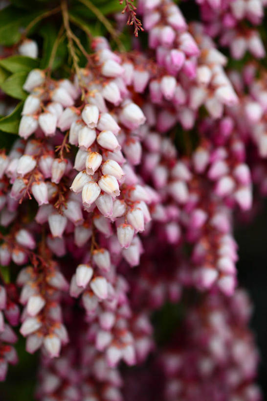 无人,竖图,室外,特写,白天,正面,美景,杜鹃花,许多,阴影,朦胧,模糊,盛开,光线,影子,景观,杜鹃,很多,花蕾,花,花瓣,花朵,鲜花,粉色,阳光,自然,花苞,花蕊,景色,喜悦,有毒,克制,自然风光,红杜鹃,满山红,清明花,清时,山踯躅,红踯躅,节制,欣喜,马醉木,山石榴,映山红,彩图