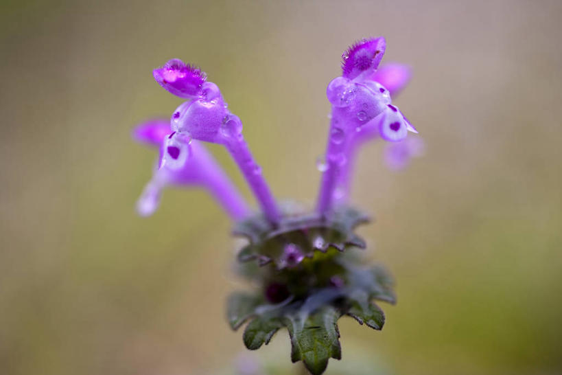 无人,横图,室外,特写,白天,正面,美景,水,露水,朦胧,模糊,盛开,透明,液体,景观,水滴,花蕾,水珠,花,花瓣,花朵,鲜花,紫色,自然,露珠,花苞,花蕊,景色,生机,剔透,自然风光,荨麻,灵动,通明,防盗草,无情草,咬人草,咬人猫,彩图,晶莹