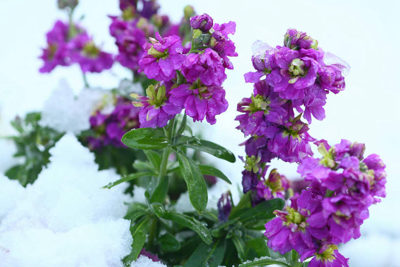 无人,横图,室外,特写,白天,正面,幸福,美景,雪,大雪,紫罗兰,阴影,朦胧,模糊,盛开,光线,影子,积雪,景观,雪景,冬季,冬天,清凉,花蕾,花,花瓣,花朵,鲜花,紫色,阳光,自然,夏天,花苞,花蕊,景色,寒冷,自然风光,永恒,严寒,质朴,美德,草紫罗兰,草桂花,彩图