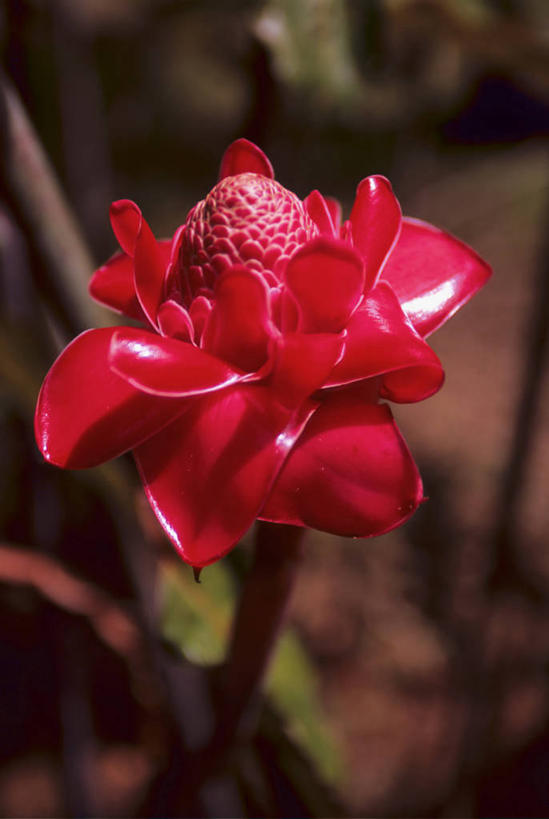 无人,竖图,俯视,室外,特写,白天,阴影,朦胧,模糊,盛开,光线,影子,花蕾,花,花瓣,花朵,鲜花,一朵,红色,阳光,花苞,花蕊,瓷玫瑰,火炬姜,彩图,高角度拍摄