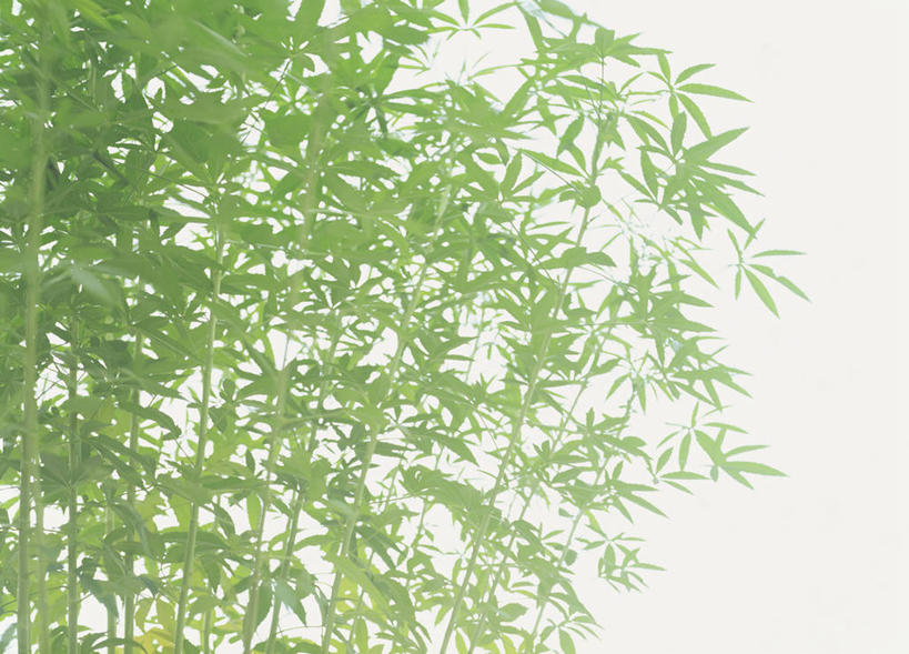 无人,横图,室内,特写,白天,白色背景,正面,植物,叶子,许多,阴影,反射,纹理,影子,绿叶,草药,药草,很多,中药,绿色,嫩叶,摄影,影棚,药材,中草药,中药材,本草,肌理,红麻,槿麻,洋麻,芙蓉麻,叶,叶片,叶脉,彩图,影棚拍摄,拍摄,钟麻