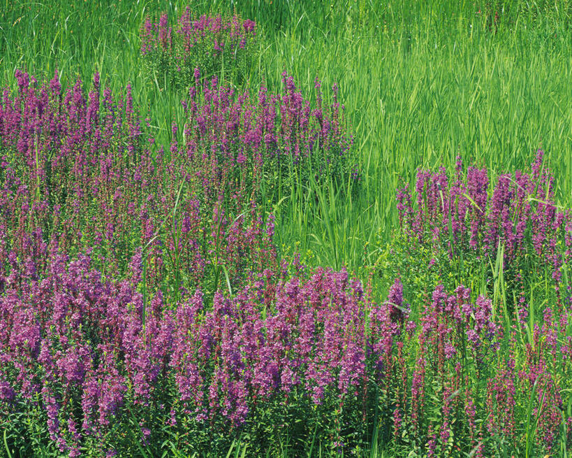 无人,横图,室外,白天,正面,旅游,度假,草地,草坪,花海,花圃,美景,植物,叶子,日本,亚洲,许多,阴影,盛开,光线,影子,景观,草药,药草,很多,花蕾,娱乐,中药,草,花,花瓣,花朵,花卉,鲜花,绿色,紫色,阳光,自然,花丛,花束,花田,花苞,花蕊,享受,休闲,景色,放松,自然风光,药材,中草药,东亚,中药材,本草,本州,活血丹,茨城,茨城县,关东地方,本州岛,日本国,彩图,金钱草,连钱草,透骨消