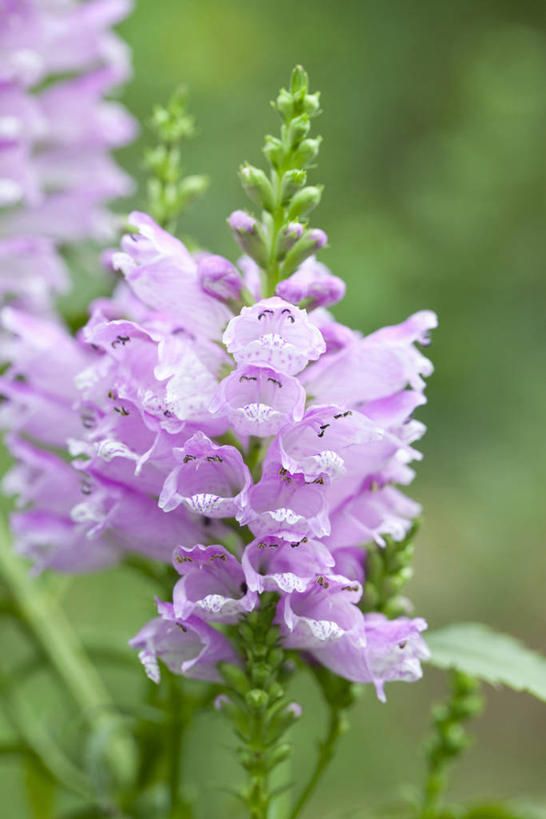 无人,竖图,室外,特写,白天,正面,草地,草坪,美景,植物,许多,阴影,朦胧,模糊,盛开,光线,影子,景观,很多,花蕾,草,花,花瓣,花朵,鲜花,粉色,绿色,阳光,自然,花苞,花蕊,景色,自然风光,芝麻花,彩图,假龙头,假龙头花,随意草