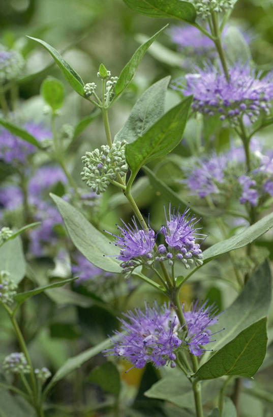无人,竖图,室外,特写,白天,正面,花海,花圃,美景,植物,叶子,许多,阴影,朦胧,模糊,盛开,光线,纹理,影子,景观,绿叶,很多,花蕾,花,花瓣,花朵,花卉,鲜花,绿色,紫色,阳光,自然,花丛,花束,花田,花苞,花蕊,嫩叶,景色,自然风光,肌理,金叶莸,叶,叶片,叶脉,彩图