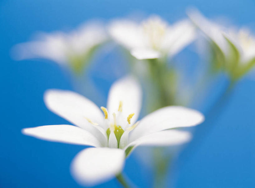 无人,横图,室内,特写,白天,正面,报春花,四朵,阴影,蓝色背景,朦胧,模糊,盛开,反射,影子,花蕾,花,花瓣,花朵,鲜花,白色,花苞,花蕊,摄影,影棚,樱草,独一,仅有,唯一,唯有,惟一,惟有,七瓣莲,年景花,四季报春,彩图,影棚拍摄,拍摄