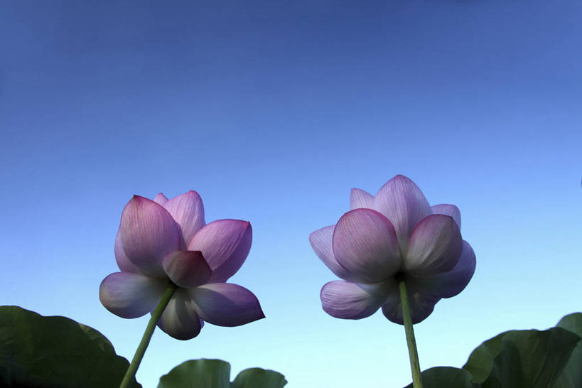 无人,横图,室外,特写,白天,仰视,纯洁,美景,莲花,叶子,阴影,盛开,光线,影子,景观,荷叶,花蕾,花,花瓣,花朵,鲜花,两朵,粉色,蓝色,蓝天,天空,阳光,自然,天,花苞,花蕊,景色,晴朗,富贵,神圣,自然风光,纯净,万里无云,莲叶,六月花神,正直,鞭蕖,鞭蓉,芙蕖,菡萏,荷花,六月春,藕花,水旦,水芙蓉,水华,水芸,溪客,叶,叶片,晴空,晴空万里,彩图,低角度拍摄