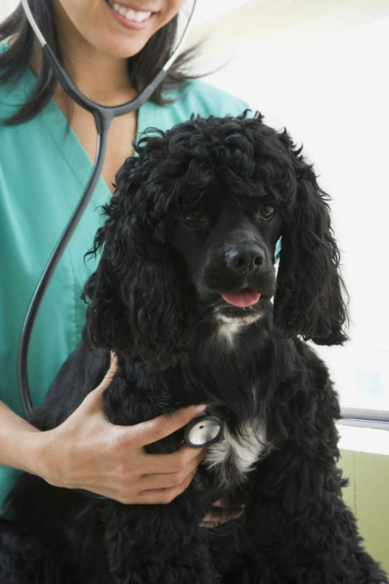 东方人,一个人,医生,兽医,站,笑,摸,微笑,露齿笑,竖图,室内,白天,正面,工作服,制服,窗户,宠物,狗,亚洲,仅一个年轻女性,仅一个女性,仅一个人,抚摸,握,拿,拿着,黄种人,玻璃窗,动物,听诊器,站着,医护人员,医疗人员,可爱,握着,医疗设备,寻回犬,医疗器械,防护服,医疗工具,隔离服,无菌服,忠诚,工作制服,史宾格犬,检测工具,年轻女性,女人,女性,亚洲人,大夫,兽医师,犬,触摸,接触,站立,半身,彩图,工作套服,防静电工装,隔工作服,洁净工装,洁净工作服,净化服,无尘工作服,无尘衣