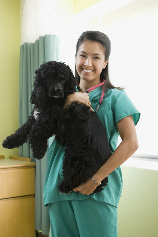 东方人,一个人,医生,兽医,站,抱,笑,微笑,露齿笑,竖图,室内,白天,正面,工作服,制服,窗户,宠物,狗,亚洲,仅一个年轻女性,仅一个女性,仅一个人,注视,黄种人,玻璃窗,动物,听诊器,观察,看,站着,医护人员,医疗人员,可爱,抱着,观看,察看,医疗设备,搂着,关注,寻回犬,医疗器械,防护服,医疗工具,隔离服,无菌服,忠诚,工作制服,史宾格犬,检测工具,年轻女性,女人,女性,亚洲人,大夫,兽医师,犬,搂,搂抱,站立,半身,彩图,工作套服,防静电工装,隔工作服,洁净工装,洁净工作服,净化服,无尘工作服,无尘衣