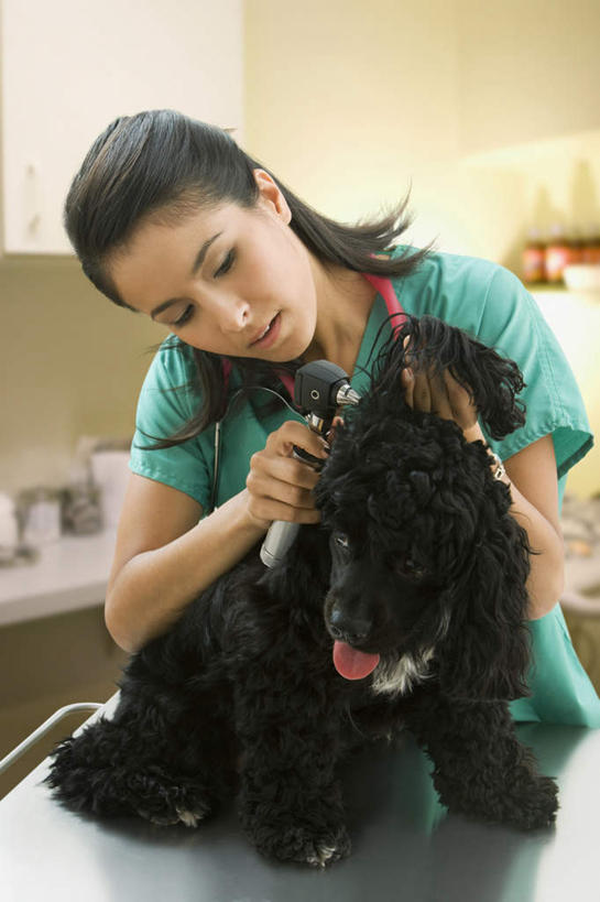 东方人,一个人,医生,兽医,医院,站,摸,竖图,室内,白天,正面,工作服,制服,桌面,桌子,宠物,狗,亚洲,仅一个年轻女性,仅一个女性,仅一个人,抚摸,握,木制,拿,拿着,扭头,注视,黄种人,动物,木制品,听诊器,观察,看,站着,转头,医护人员,医疗人员,可爱,握着,观看,察看,医疗设备,关注,寻回犬,医疗器械,防护服,医疗工具,隔离服,无菌服,忠诚,医疗机构,工作制服,史宾格犬,检测工具,年轻女性,女人,女性,亚洲人,大夫,兽医师,犬,触摸,接触,站立,半身,彩图,工作套服,病院,诊所,防静电工装,隔工作服,洁净工装,洁净工作服,净化服,无尘工作服,无尘衣