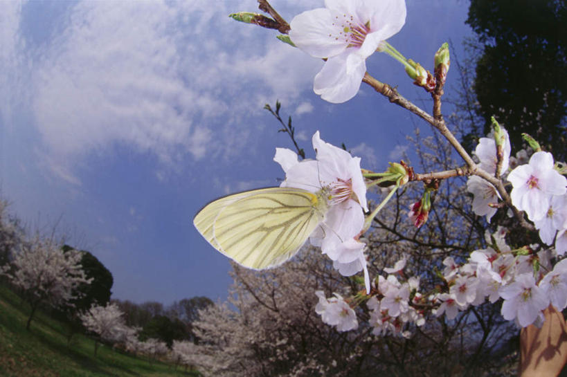 无人,横图,室外,白天,广角镜头,鱼眼镜头,仰视,旅游,度假,幸福,纯洁,草地,草坪,美景,植物,樱花,蝴蝶,伸展,张开,展翅,阴影,盛开,光线,翅膀,昆虫,影子,景观,云,云朵,枝条,花蕾,云彩,停留,娱乐,草,花,花瓣,花朵,鲜花,树,树木,树枝,一只,粉色,蓝色,绿色,白云,蓝天,天空,阳光,自然,动物,天,花苞,花蕊,享受,休闲,景色,放松,生长,晴朗,成长,等待,停止,生命,自然风光,益虫,张开翅膀,仙樱花,福岛樱,青肤樱,高尚,热烈,逗留,停顿,虬枝,枝杈,展开翅膀,晴空,荆桃,彩图,低角度拍摄,全身