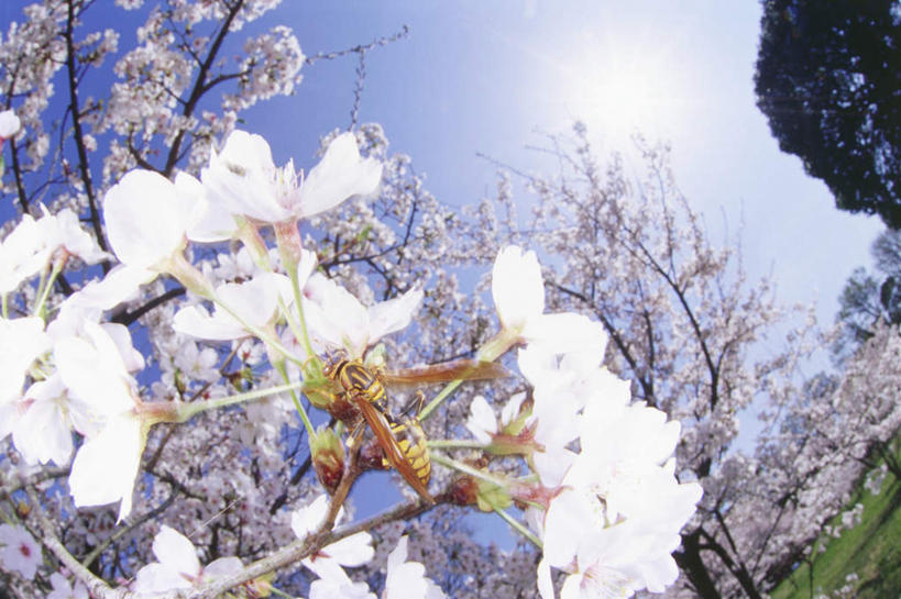 无人,横图,室外,白天,仰视,旅游,度假,幸福,纯洁,草地,草坪,美景,植物,樱花,阴影,盛开,光线,昆虫,影子,景观,云,云朵,枝条,花蕾,云彩,停留,娱乐,草,花,花瓣,花朵,鲜花,树,树木,树枝,一只,粉色,蓝色,绿色,白云,蓝天,天空,阳光,自然,动物,天,花苞,花蕊,享受,休闲,景色,放松,生长,晴朗,成长,等待,停止,生命,自然风光,采蜜,黄蜂,益虫,仙樱花,福岛樱,青肤樱,高尚,热烈,胡蜂,马蜂,蚂蜂,逗留,停顿,虬枝,枝杈,晴空,荆桃,彩图,低角度拍摄,全身