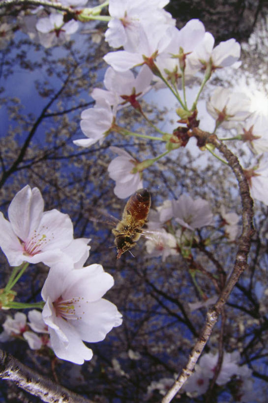 无人,竖图,室外,白天,仰视,旅游,度假,幸福,纯洁,草地,草坪,美景,植物,樱花,伸展,张开,展翅,阴影,盛开,光线,翅膀,昆虫,影子,景观,云,云朵,枝条,花蕾,云彩,停留,娱乐,草,花,花瓣,花朵,鲜花,树,树木,树枝,一只,粉色,蓝色,绿色,白云,蓝天,天空,阳光,自然,动物,天,花苞,花蕊,享受,休闲,景色,放松,生长,晴朗,成长,等待,停止,生命,自然风光,采蜜,黄蜂,益虫,张开翅膀,仙樱花,福岛樱,青肤樱,高尚,热烈,胡蜂,马蜂,蚂蜂,逗留,停顿,虬枝,枝杈,展开翅膀,晴空,荆桃,彩图,低角度拍摄,全身