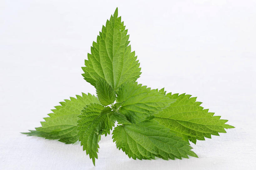 无人,横图,俯视,室内,特写,白天,白色背景,植物,餐桌,桌子,叶子,阴影,反射,影子,绿叶,草药,药草,中药,嫩叶,摄影,影棚,餐台,药材,中草药,荨麻,中药材,本草,防盗草,无情草,咬人草,咬人猫,叶,叶片,彩图,高角度拍摄,影棚拍摄,拍摄