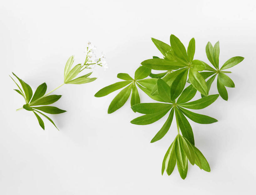 无人,横图,俯视,室内,特写,白天,白色背景,植物,桌面,桌子,叶子,阴影,反射,木制,影子,绿叶,草药,药草,中药,木制品,嫩叶,摄影,影棚,药材,中草药,中药材,本草,活血丹,茜草,血见愁,地苏木,血茜草,叶,叶片,彩图,高角度拍摄,影棚拍摄,拍摄