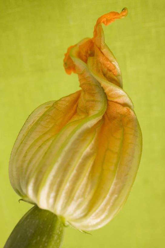 无人,竖图,室内,特写,白天,正面,餐桌,桌子,蔬菜,绿色背景,阴影,朦胧,模糊,新鲜,盛开,反射,影子,食品,西葫芦,花蕾,花,花瓣,花朵,鲜花,食物,一朵,一个,台布,花苞,花蕊,白瓜,摄影,有机食品,绿色食品,影棚,单个,餐台,茭瓜,彩图,影棚拍摄,拍摄