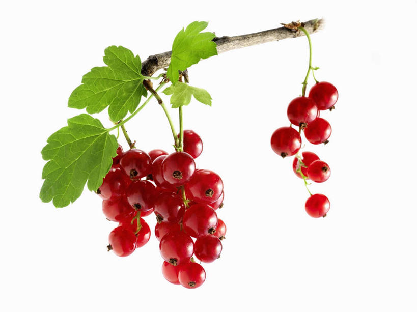 无人,横图,室内,特写,白天,正面,植物,浆果,水果,叶子,许多,阴影,新鲜,反射,影子,灯笼果,生食,食品,果实,绿叶,枝条,树,树木,树枝,食物,红色,嫩叶,摄影,有机食品,绿色食品,影棚,红醋栗,虬枝,枝杈,叶,叶片,醋栗,彩图,影棚拍摄,拍摄