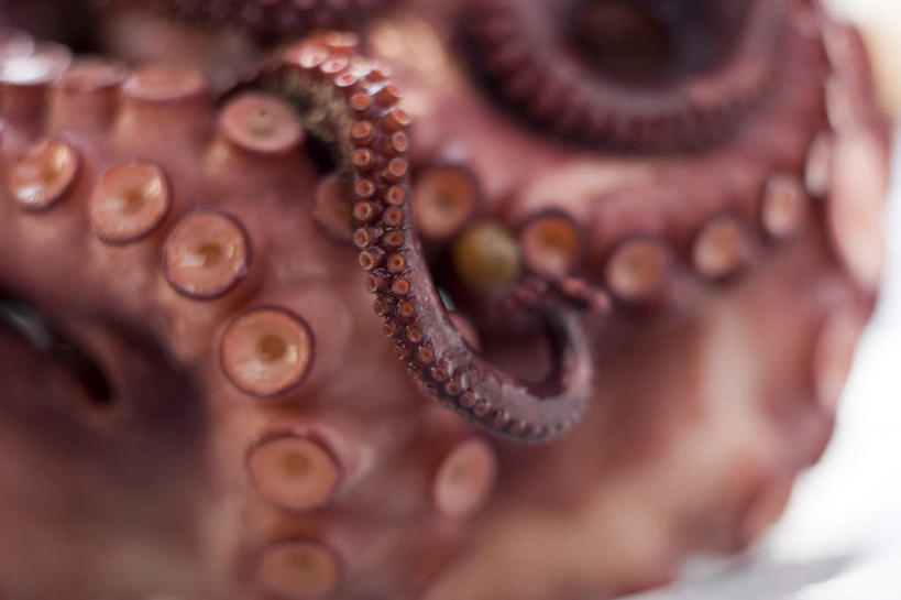 海鲜,无人,横图,俯视,室内,特写,白天,白色背景,桌面,桌子,章鱼,阴影,朦胧,模糊,反射,木制,影子,水产,海洋生物,木制品,摄影,影棚,石吸,死牛,望潮,坐蛸,水生动物,海产品,水生物,海底动物,石居,八爪鱼,彩图,高角度拍摄,影棚拍摄,拍摄