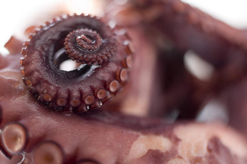 海鲜,无人,横图,俯视,室内,特写,白天,白色背景,桌面,桌子,章鱼,阴影,朦胧,模糊,反射,木制,影子,水产,海洋生物,木制品,摄影,影棚,石吸,死牛,望潮,坐蛸,水生动物,海产品,水生物,海底动物,石居,八爪鱼,彩图,高角度拍摄,影棚拍摄,拍摄