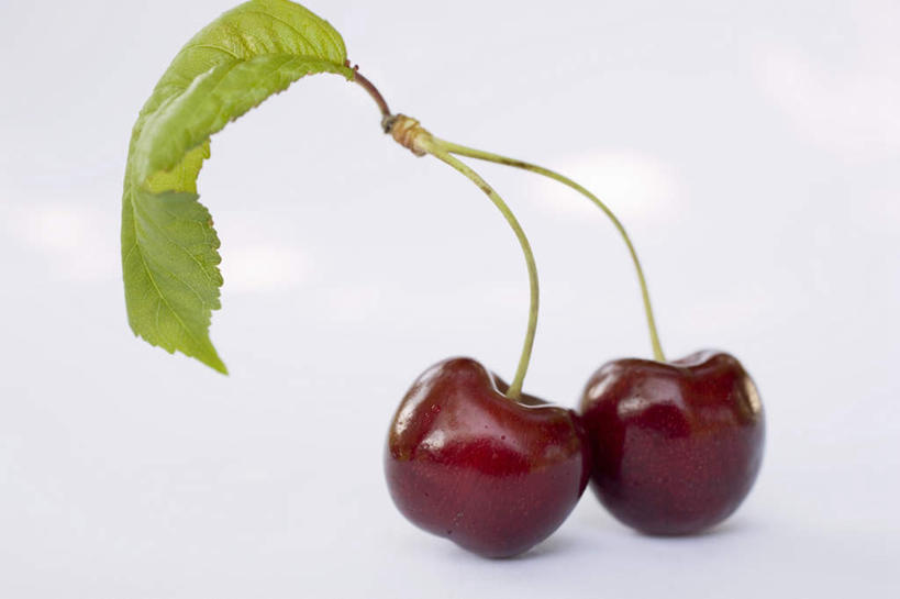 无人,横图,俯视,室内,特写,白天,白色背景,餐桌,桌子,樱桃,水果,叶子,阴影,新鲜,反射,影子,生食,食品,果实,绿叶,两颗,食物,红色,嫩叶,摄影,有机食品,绿色食品,影棚,餐台,叶,叶片,樱珠,莺桃,英桃,楔桃,牛桃,荆桃,彩图,高角度拍摄,影棚拍摄,拍摄