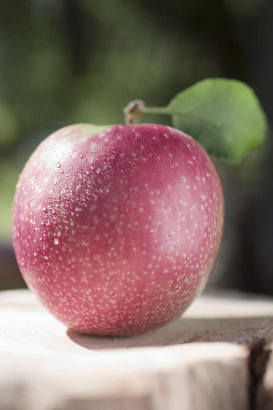 无人,竖图,俯视,室外,特写,白天,水,餐桌,桌子,苹果,水果,叶子,阴影,朦胧,模糊,新鲜,光线,液体,影子,水滴,生食,食品,果实,绿叶,食物,一个,红色,阳光,嫩叶,有机食品,绿色食品,单个,餐台,叶,叶片,彩图,高角度拍摄