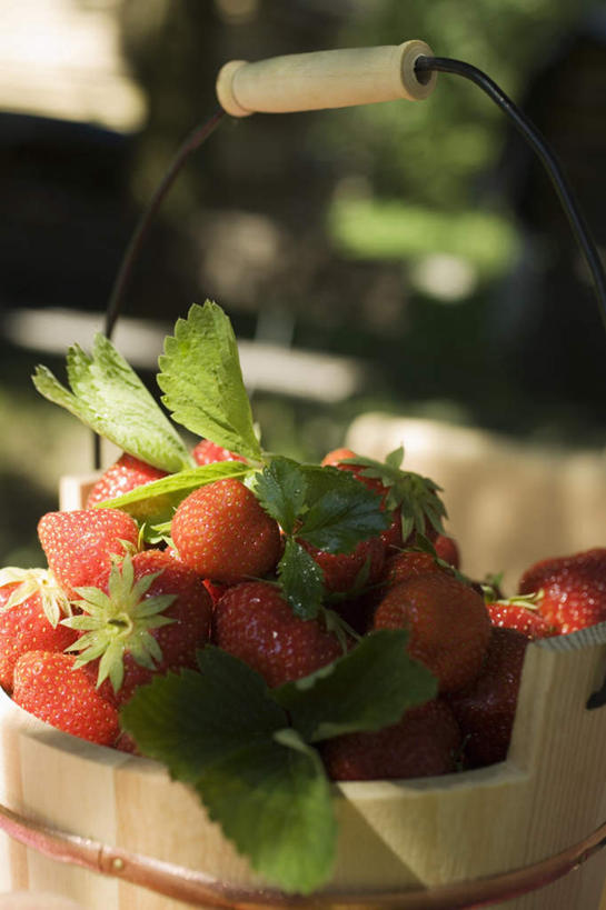 无人,交叉,竖图,俯视,室外,特写,白天,餐桌,桌子,竹子,草莓,浆果,水果,叶子,一堆,许多,阴影,堆叠,堆积,竹制,朦胧,模糊,新鲜,编织,光线,篮子,影子,生食,食品,果实,绿叶,很多,食物,一个,红色,阳光,竹篮,嫩叶,有机食品,绿色食品,单个,餐台,竹条,堆,交织,竹制品,穿插,叶,叶片,洋莓,水果皇后,红莓,地莓,彩图,高角度拍摄