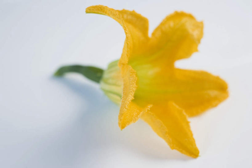 无人,横图,俯视,室内,特写,白天,白色背景,餐桌,桌子,蔬菜,阴影,新鲜,盛开,反射,影子,食品,西葫芦,花蕾,花,花瓣,花朵,鲜花,食物,一朵,黄色,花苞,花蕊,白瓜,摄影,有机食品,绿色食品,影棚,餐台,茭瓜,彩图,高角度拍摄,影棚拍摄,拍摄