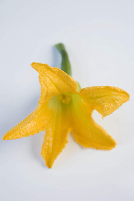 无人,竖图,俯视,室内,特写,白天,白色背景,餐桌,桌子,蔬菜,阴影,新鲜,盛开,反射,影子,食品,西葫芦,花蕾,花,花瓣,花朵,鲜花,食物,一朵,黄色,花苞,花蕊,白瓜,摄影,有机食品,绿色食品,影棚,餐台,茭瓜,彩图,高角度拍摄,影棚拍摄,拍摄