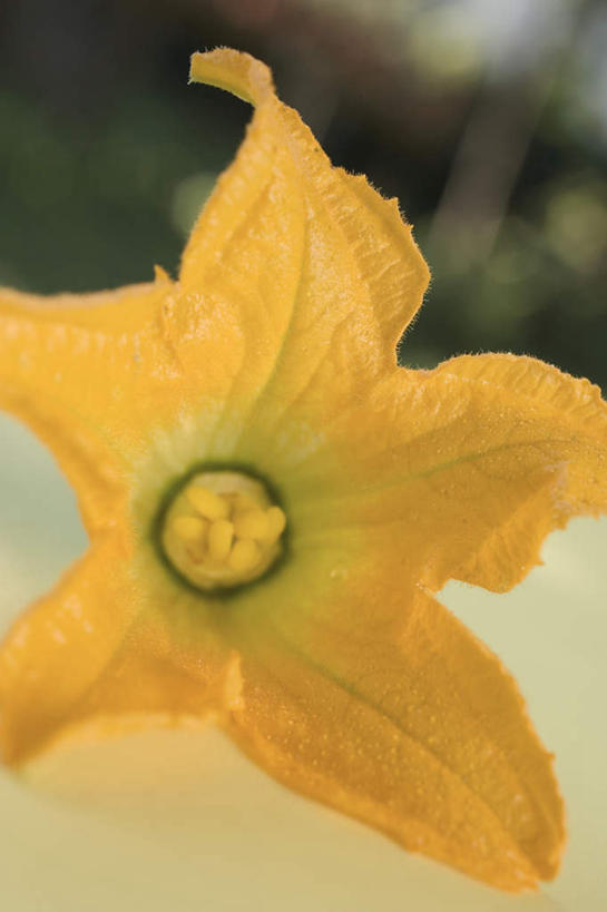 无人,竖图,俯视,室外,特写,白天,餐桌,桌子,蔬菜,阴影,朦胧,模糊,新鲜,盛开,光线,影子,食品,西葫芦,花蕾,花,花瓣,花朵,鲜花,食物,一朵,黄色,阳光,花苞,花蕊,白瓜,有机食品,绿色食品,餐台,茭瓜,彩图,高角度拍摄