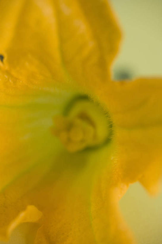 无人,竖图,俯视,室内,特写,白天,餐桌,桌子,蔬菜,阴影,朦胧,模糊,新鲜,盛开,反射,影子,食品,西葫芦,花蕾,花,花瓣,花朵,鲜花,食物,一朵,黄色,花苞,花蕊,白瓜,有机食品,绿色食品,餐台,茭瓜,彩图,高角度拍摄